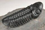 Prone Reedops Trilobite - Nice Preparation #204167-1